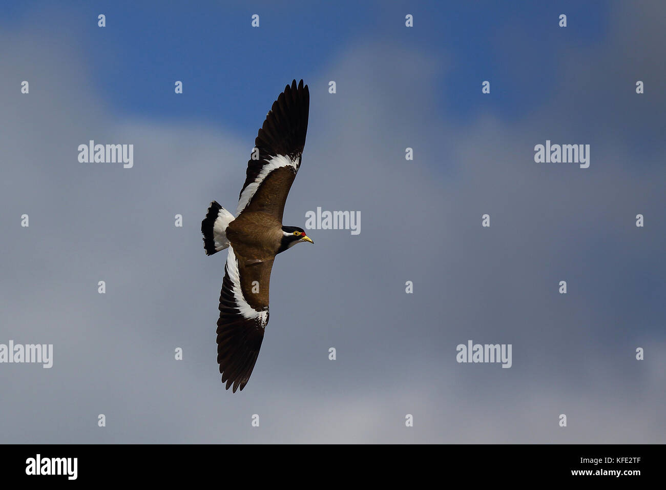 Banded lapwing (Vanellus tricolor) in flight. Australind, South West region, Western Australia, Australia Stock Photo