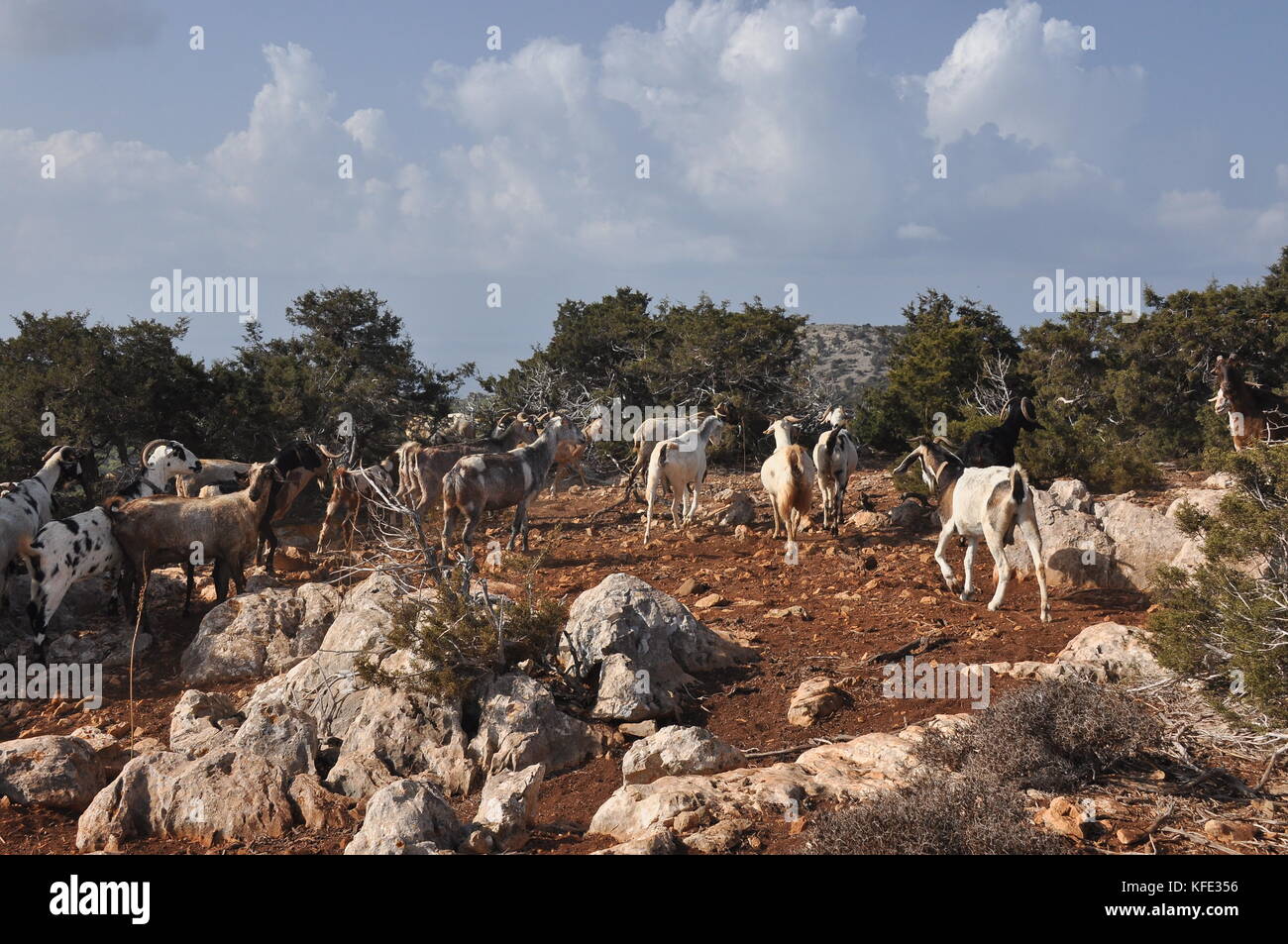 Goats grazing on the hills in the national park Akamas in Cyprus Stock ...