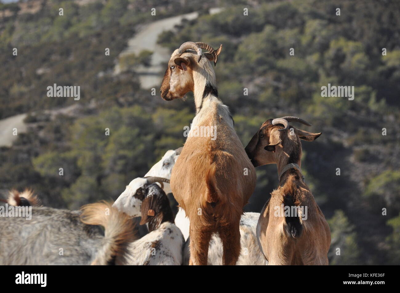 Goats grazing on the hills in the national park Akamas in Cyprus Stock ...