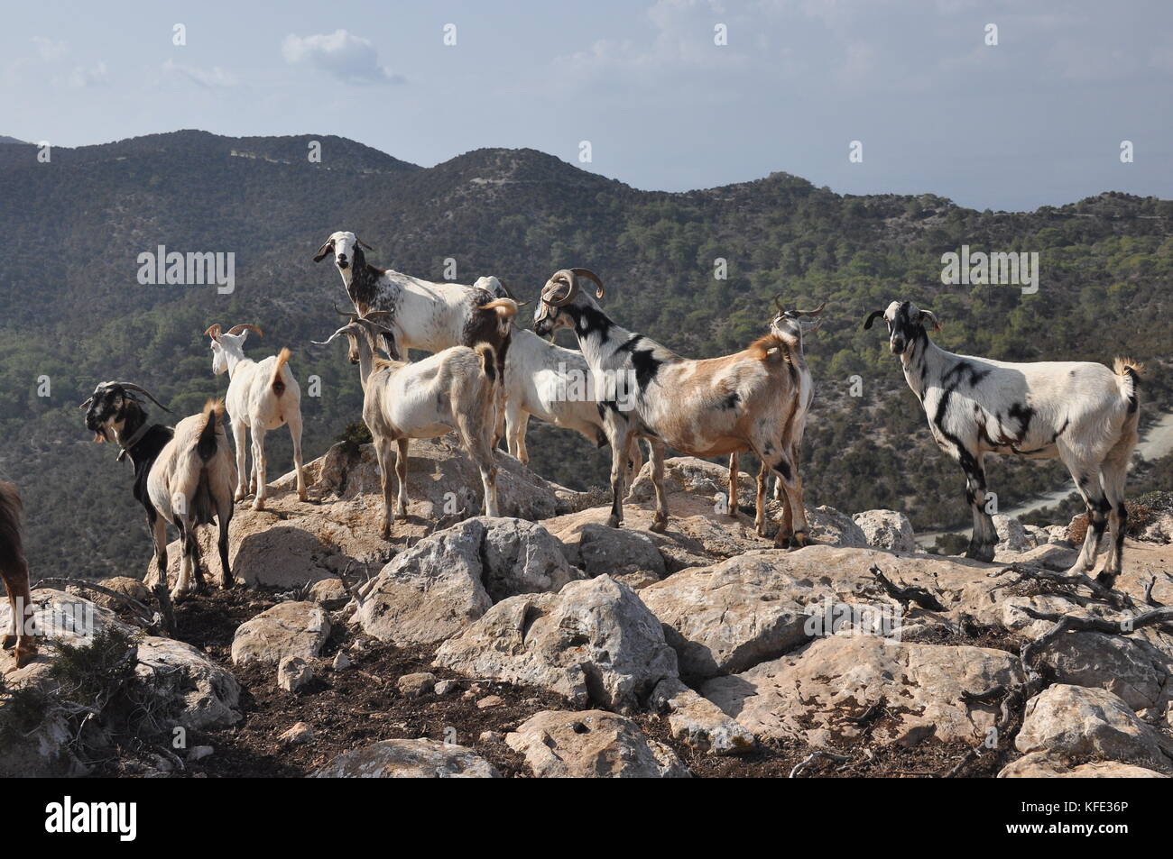 Goats grazing on the hills in the national park Akamas in Cyprus Stock ...