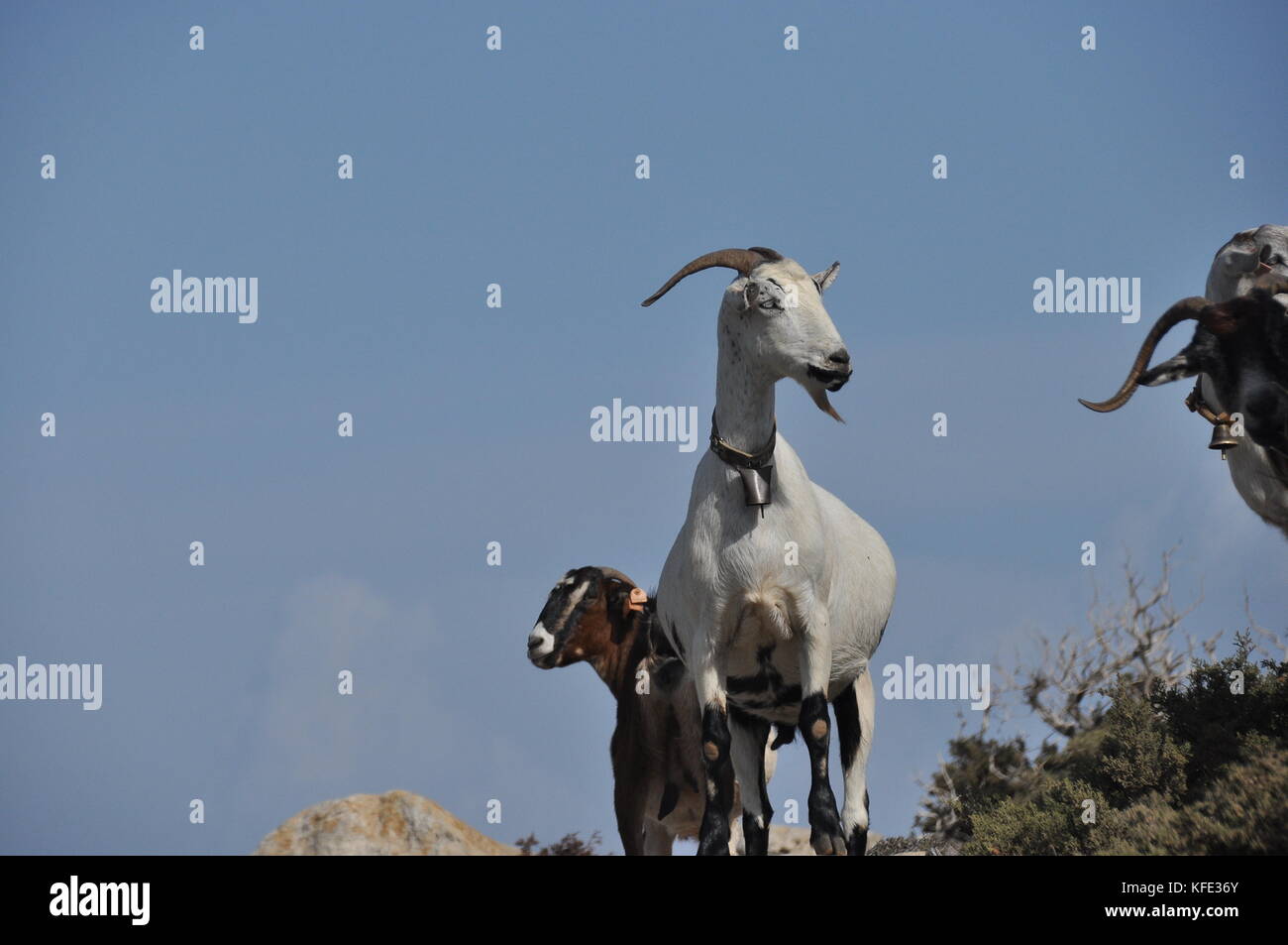 Goats grazing on the hills in the national park Akamas in Cyprus Stock ...