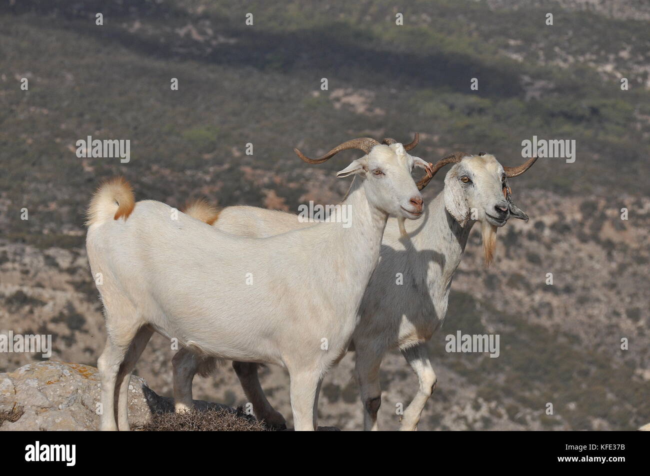 Goats grazing on the hills in the national park Akamas in Cyprus Stock ...
