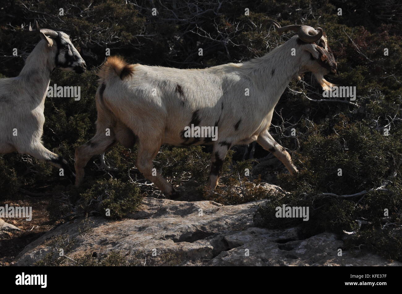 Goats grazing on the hills in the national park Akamas in Cyprus Stock ...
