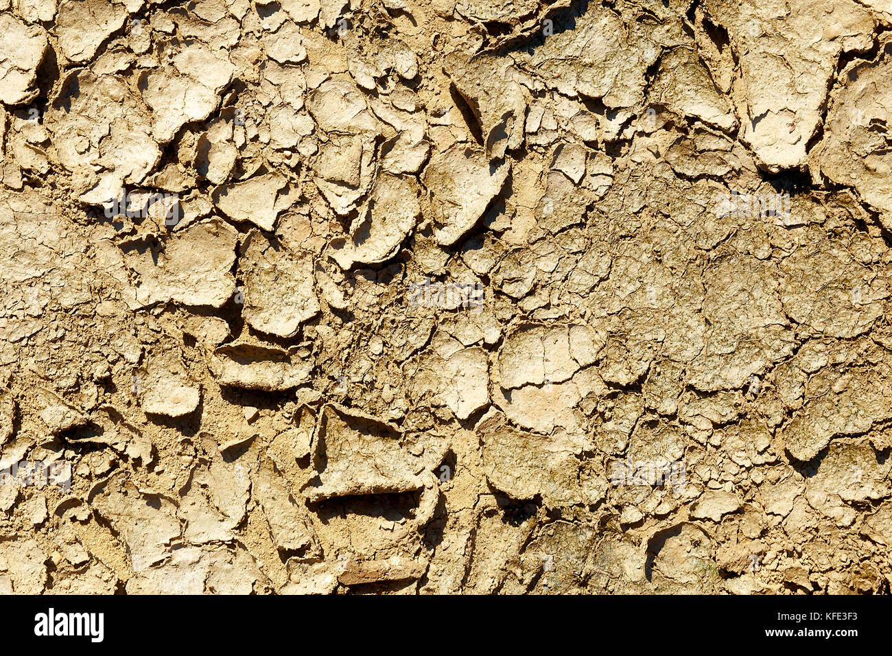 texture of the crackled clay in the desert Stock Photo Alamy