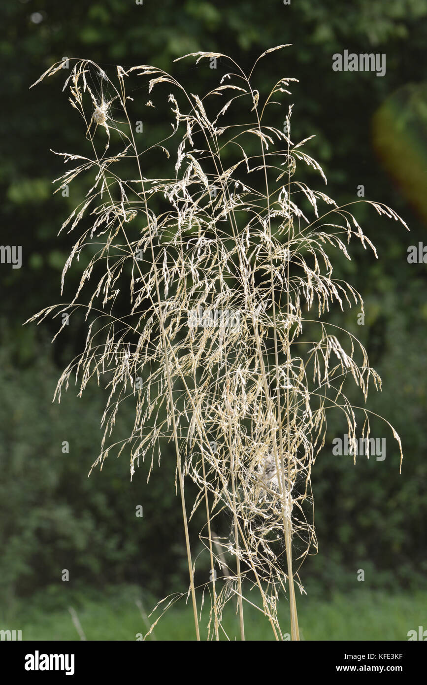 Tufted Hair-grass - Deschampsia cespitosa Stock Photo