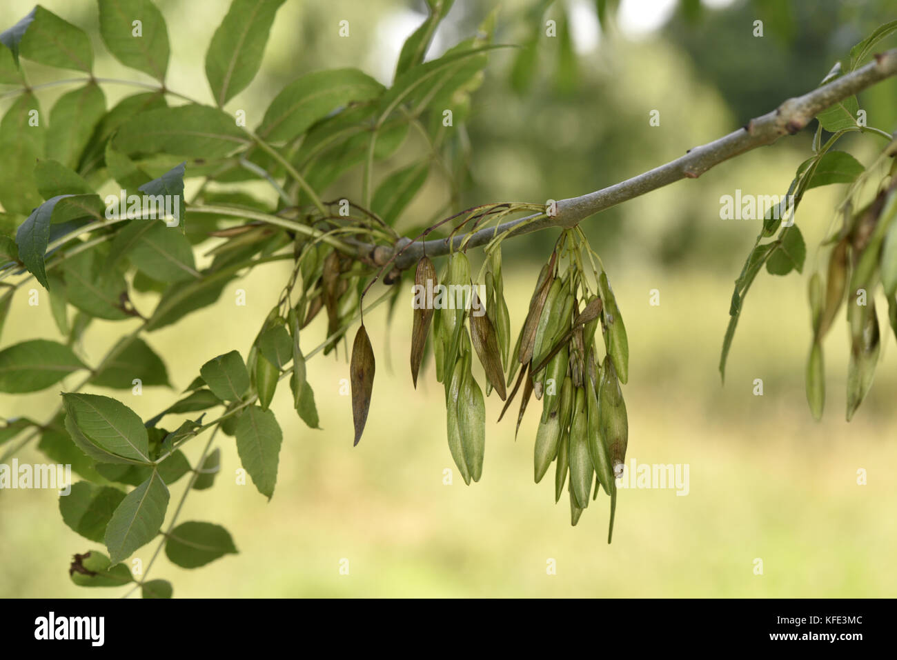 Ash - Fraxinus excelsior Stock Photo