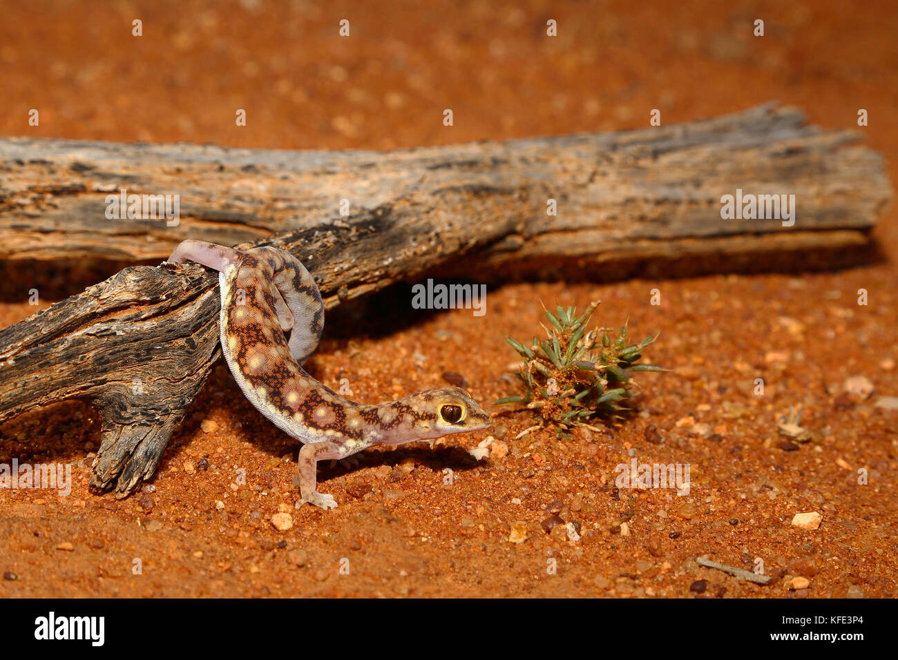 Mottled ground gecko (Lucasium squarrosum) climbing down from a log onto red sand. Yalgoo, Mid West region, Western Australia, Australia Stock Photo