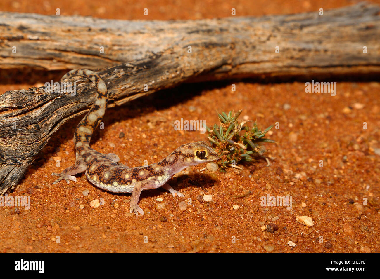Mottled ground gecko (Lucasium squarrosum) on red sand. Yalgoo, Mid West region, Western Australia, Australia Stock Photo