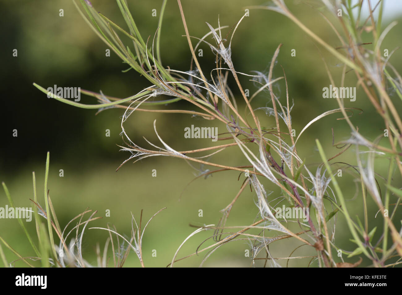 Great Willowherb - Epilobium hirsutum Stock Photo