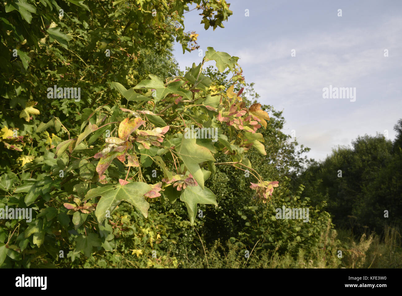 Field Maple - Acer campestre Stock Photo - Alamy