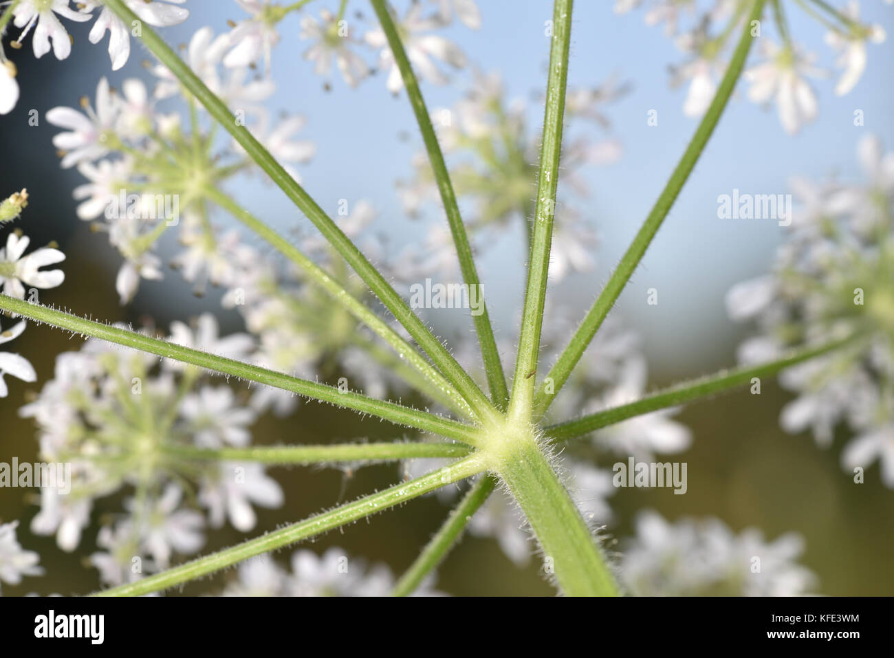 Hogweed - Heracleum sphondylium Stock Photo