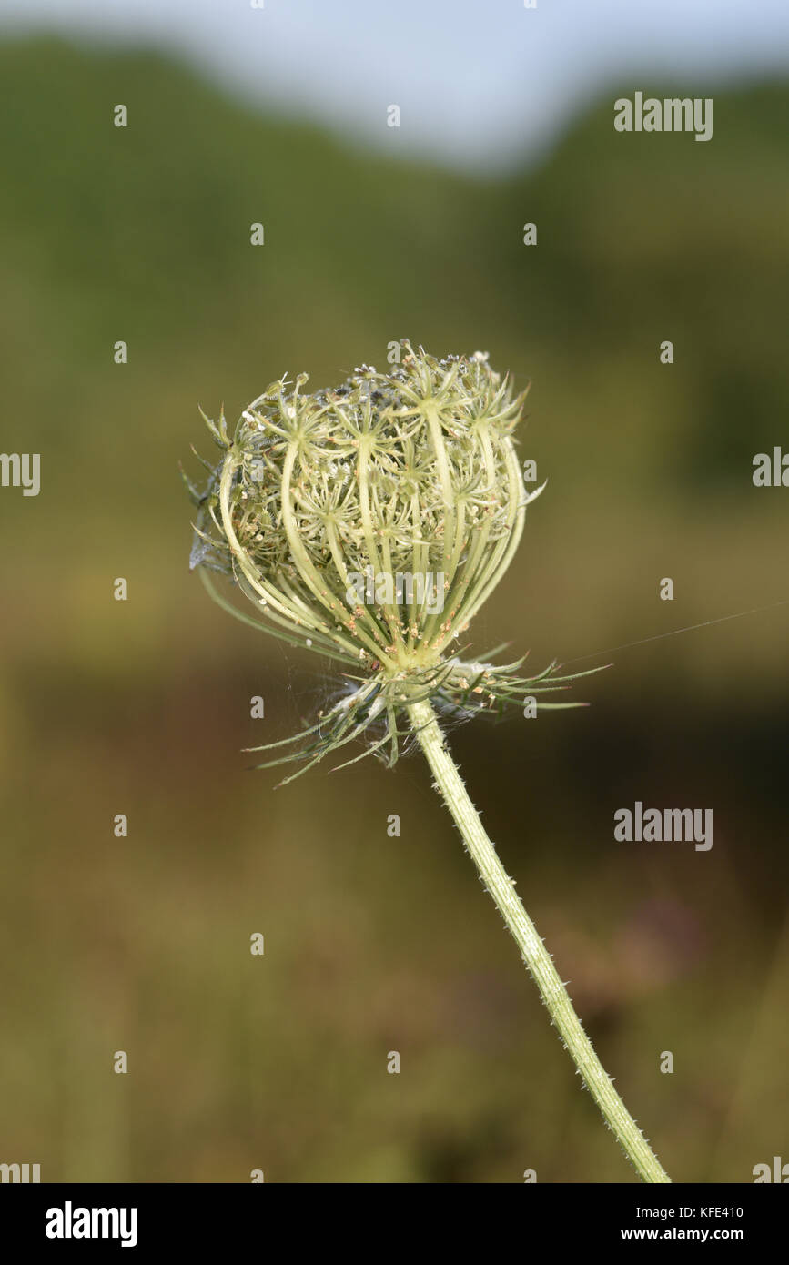 Wild Carrot - Daucus carota Stock Photo