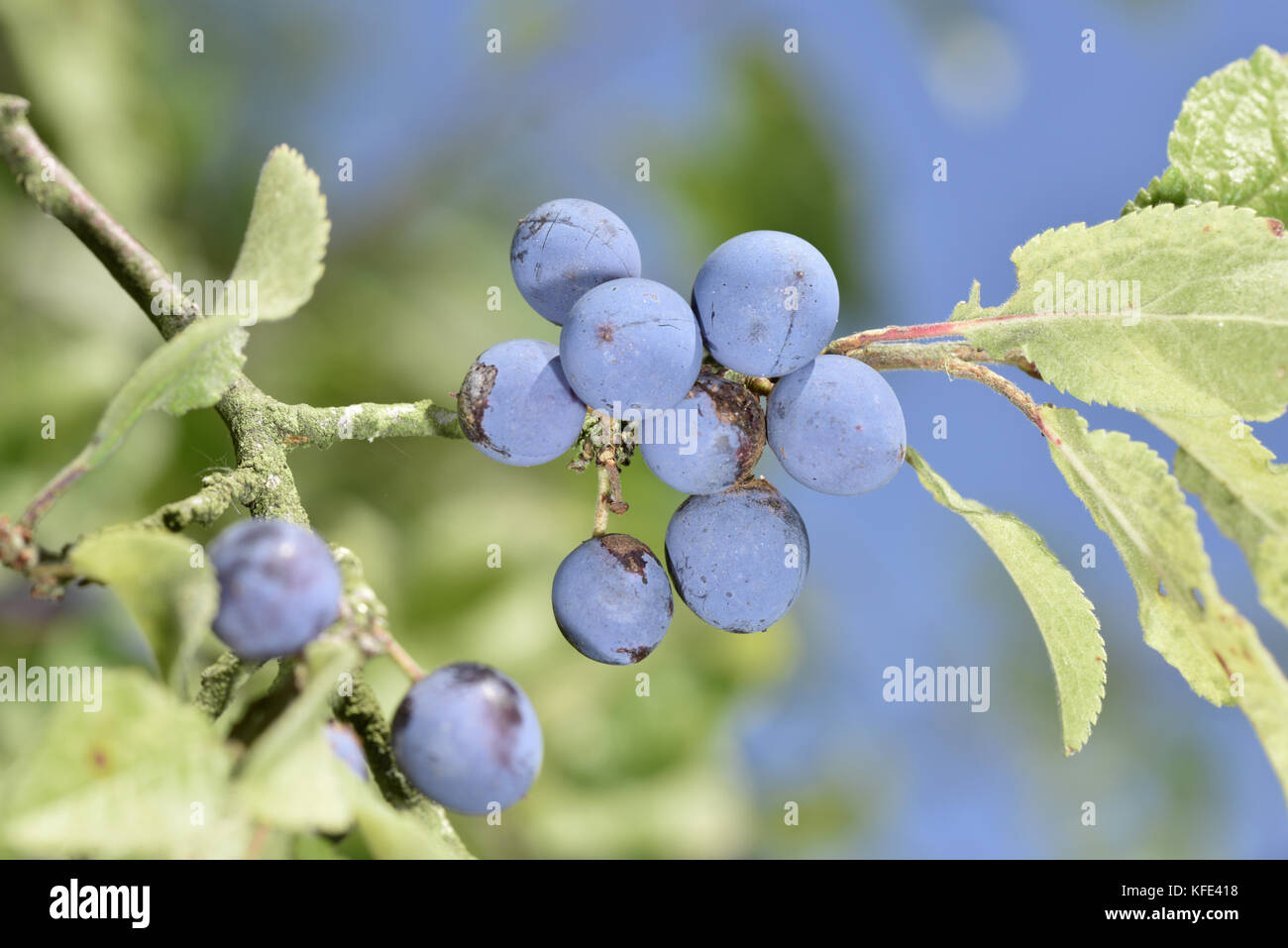 Blackthorn Prunus spinosa Stock Photo Alamy