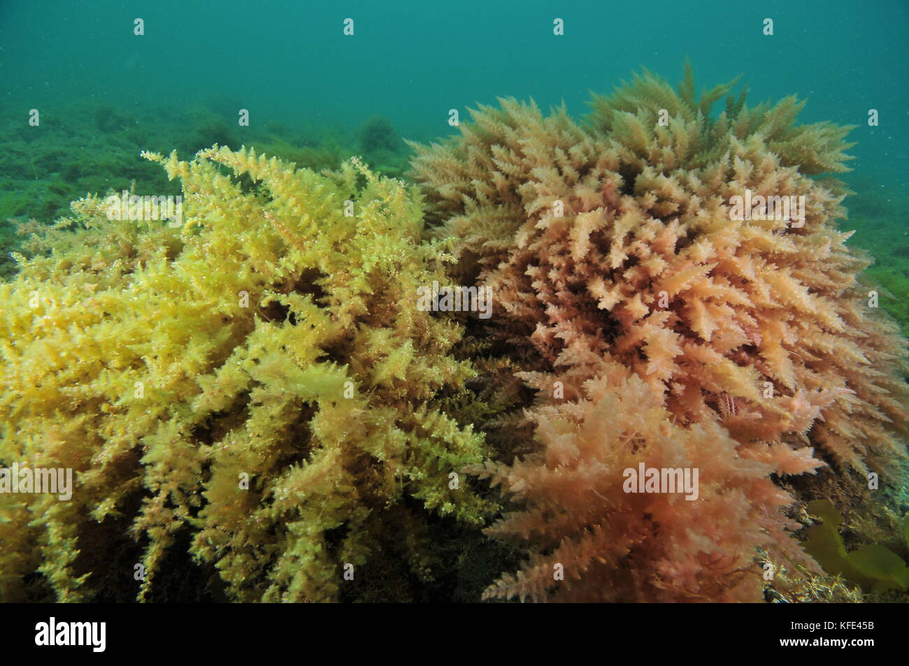Bushes of yellow and pink seaweeds swirling in current above flat sea bottom. Stock Photo