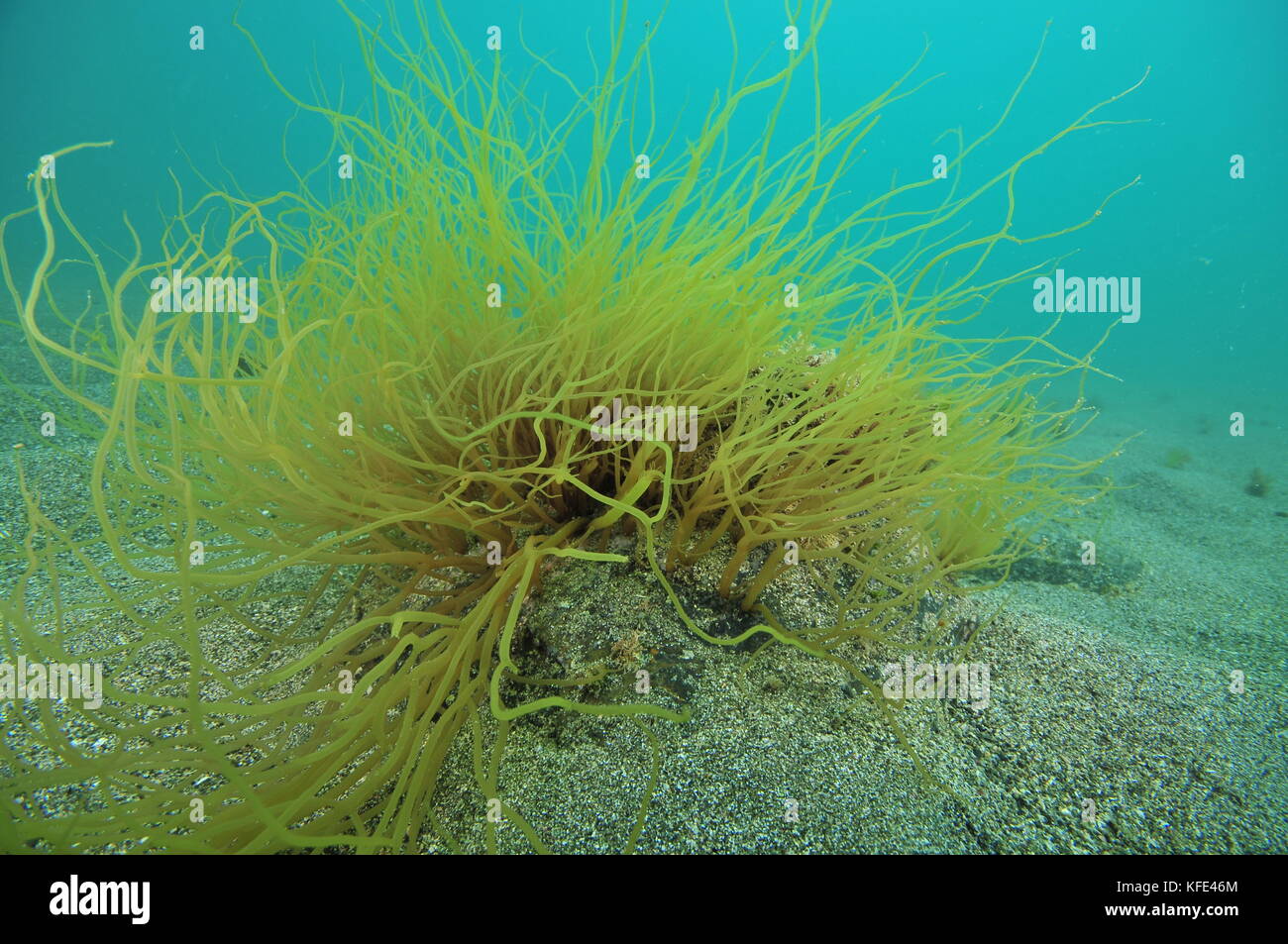 Bush of pale yellow to green colored seaweed on sandy sea bottom. Stock Photo
