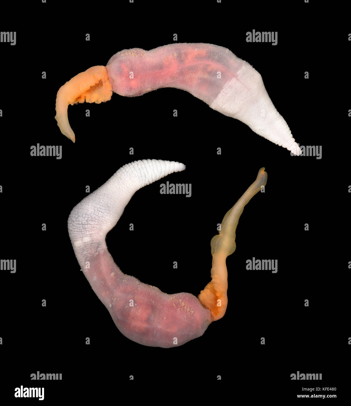 Thalessema thalassemum - A Spoon worm, phylum Echiura Stock Photo
