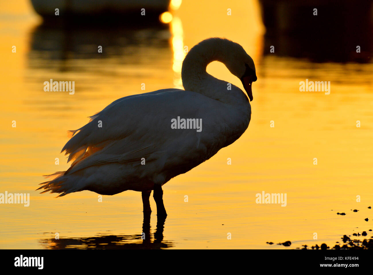 Mute Swan Cygnus olor Stock Photo Alamy