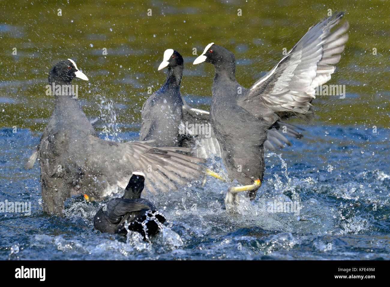 Coot - Fulica atra - Adult birds squabbling. Stock Photo