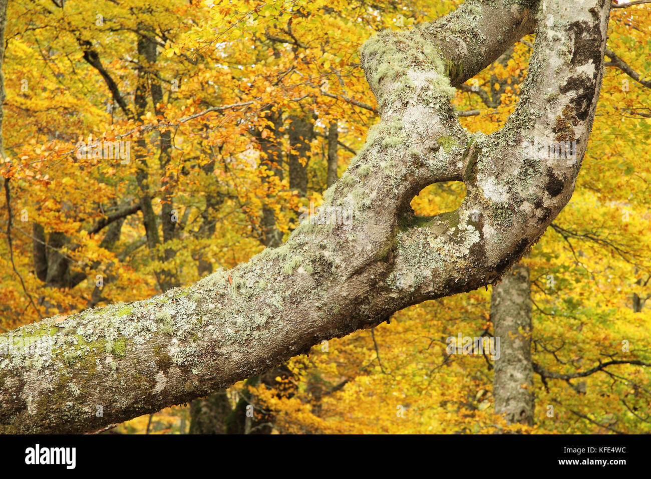 Unique branch in Montegrande beech forest in autumn, Asturias. Stock Photo