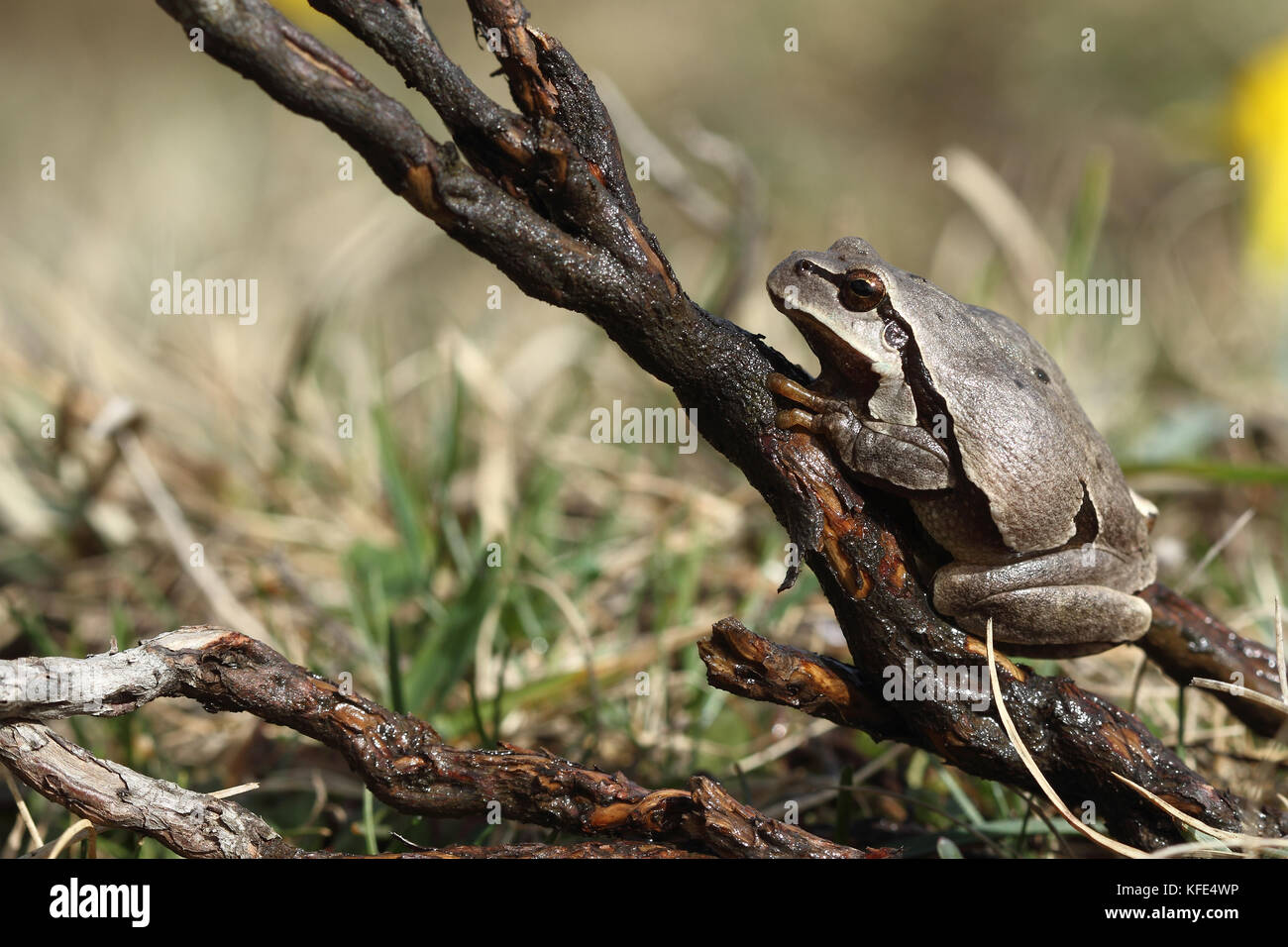 European tree frog (Hyla arborea) brown mutation. Stock Photo