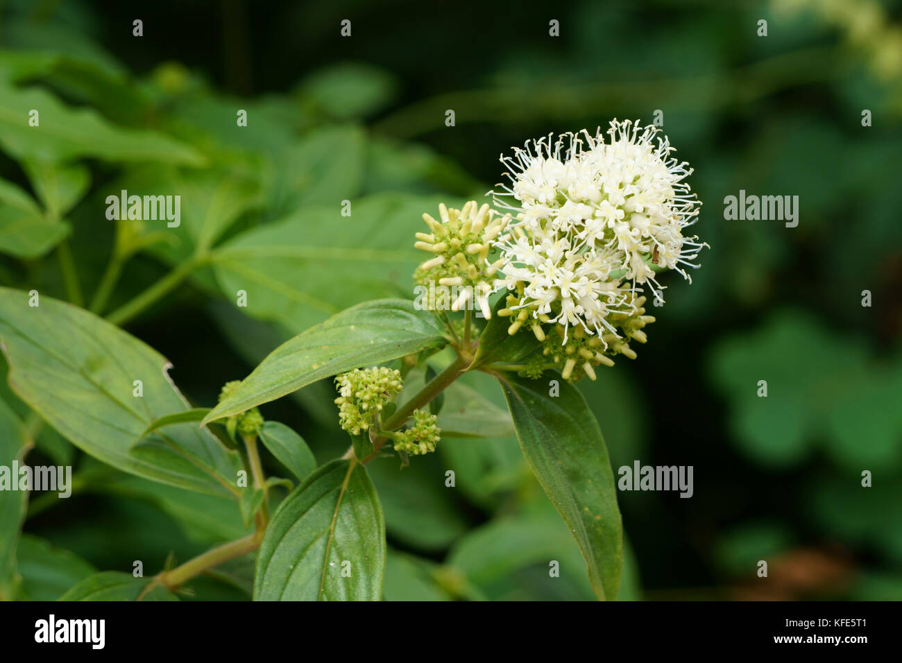 Beauty of herbal flowers, Oldenlandia eapitellata Kuntze Stock Photo