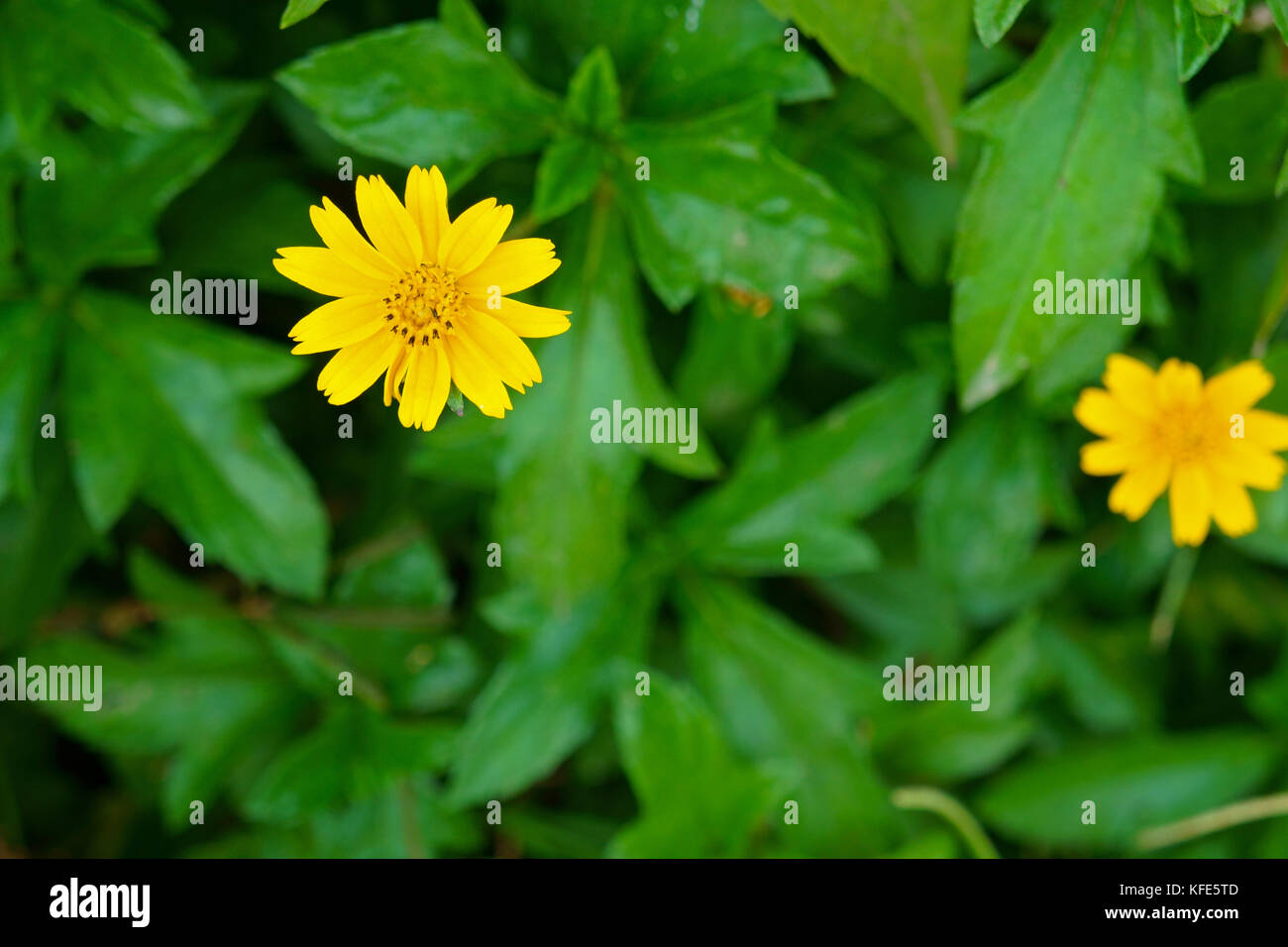 Yellow flower on green leafy background, Calotis Anamitica Stock Photo