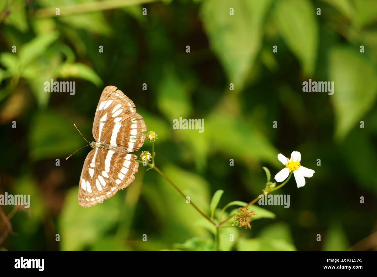 Butterfly and flowers in pollination Stock Photo