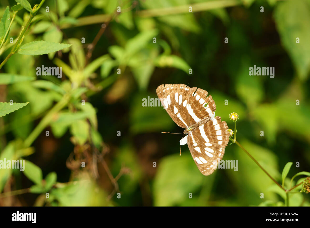 Butterfly and flowers in pollination Stock Photo