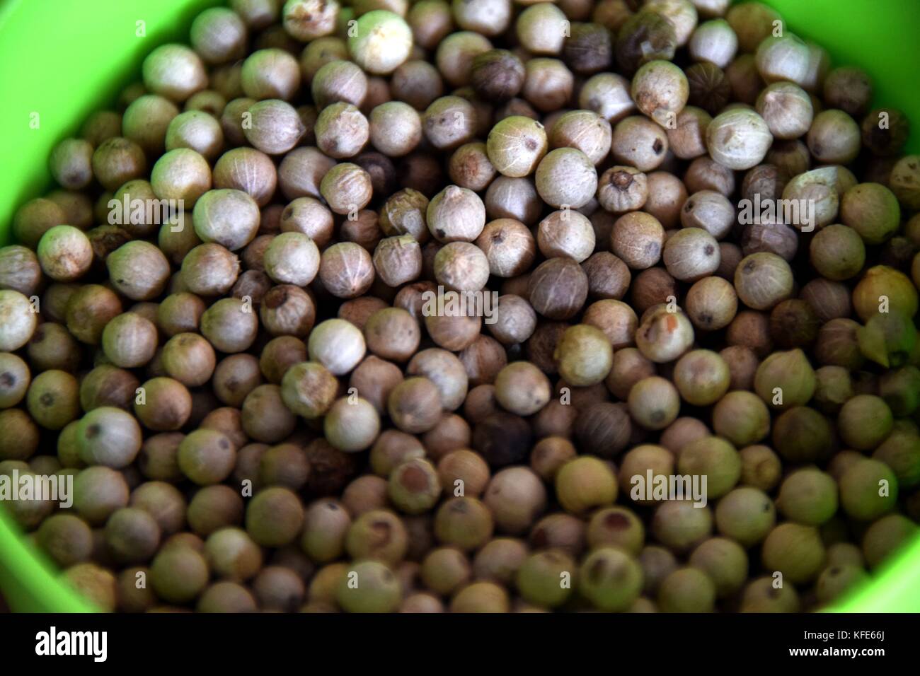 grains of pepper, white peppercorns in a green box Stock Photo