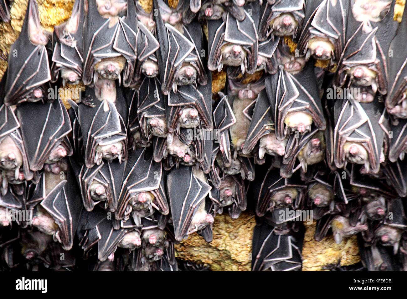 The “Geoffrey's Rousette Fruit Bat” with scientific name (Rousettteus amplexicaudatus) while