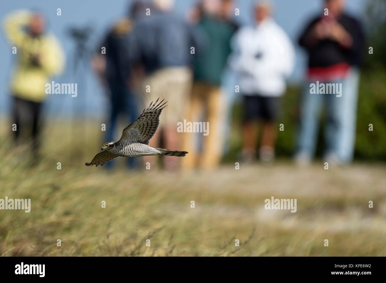 Eurasian Sparrowhawk (Accipiter nisus) in flight on migration Stock Photo