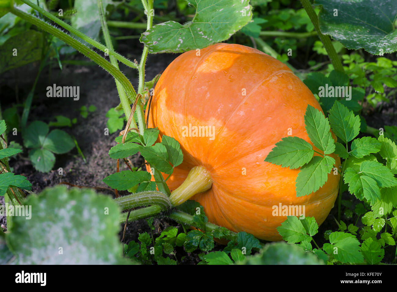 ripe pumpkin on ground bed among green leaves Stock Photo - Alamy
