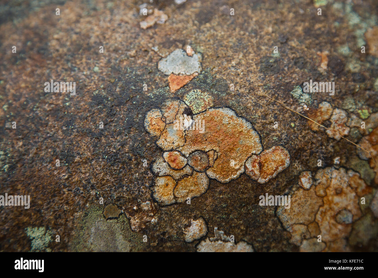 A beautiful natural lichen pattern on a rock. Gray patches. Natural ...