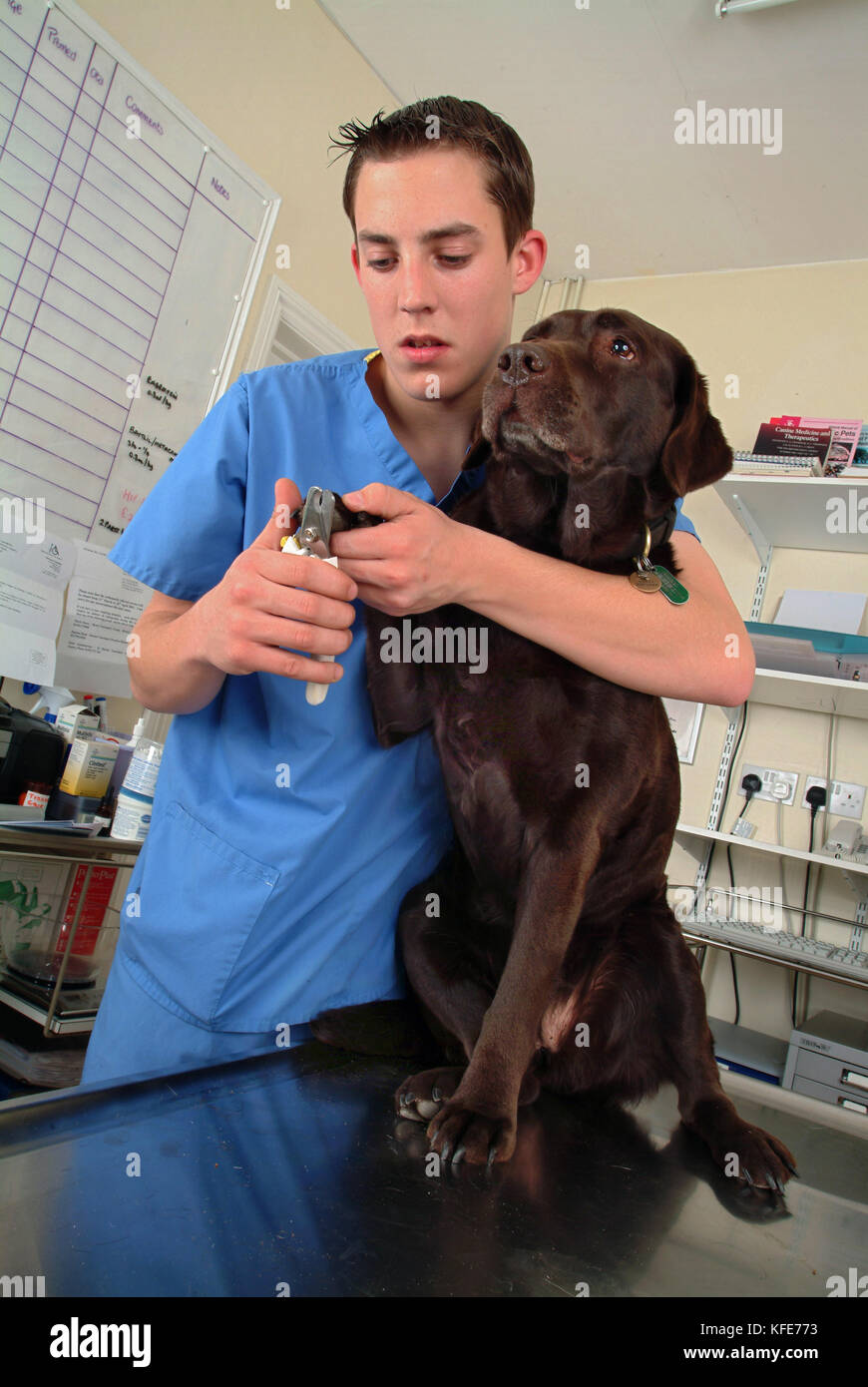 Trainee veterinary nurse, Jamie Burt with vet Maria Lowe at  Viking Veterinary Surgeons, Bristol. Stock Photo