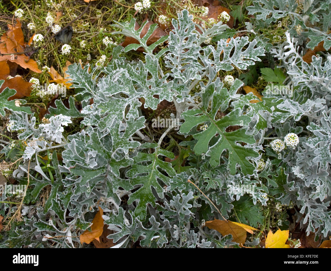 Senecio cineraria 'Silver Dust' shrub in autumn Stock Photo