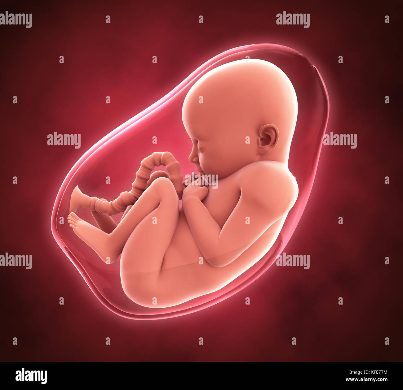 Human Fetus Illustration Stock Photo