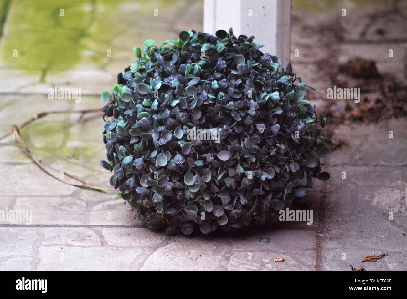 Fake plant on the ground Stock Photo Alamy