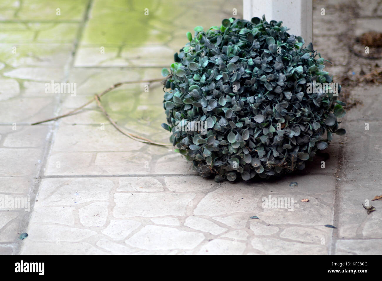 Fake plant on the ground Stock Photo Alamy