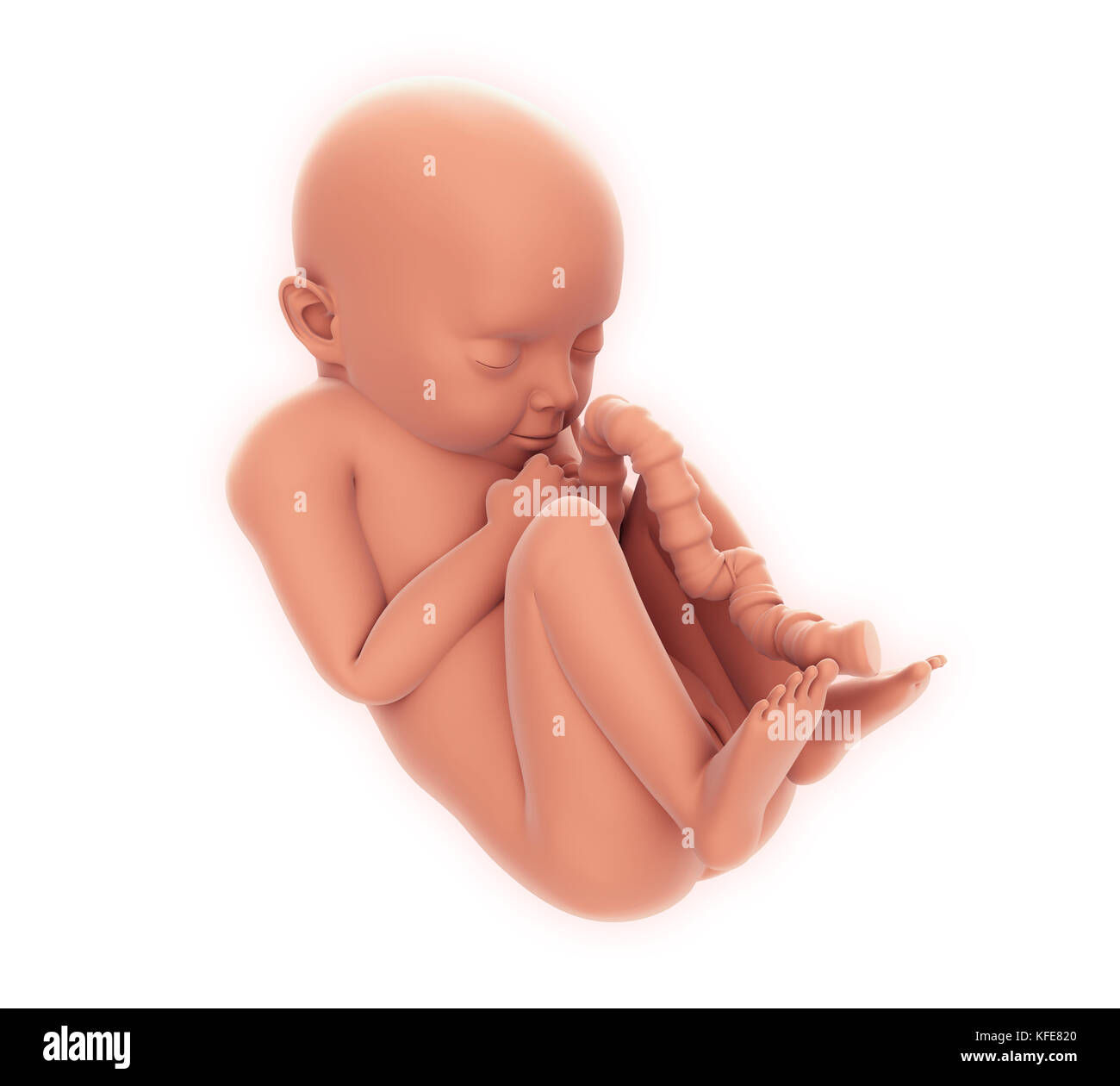 Human Fetus Illustration Stock Photo