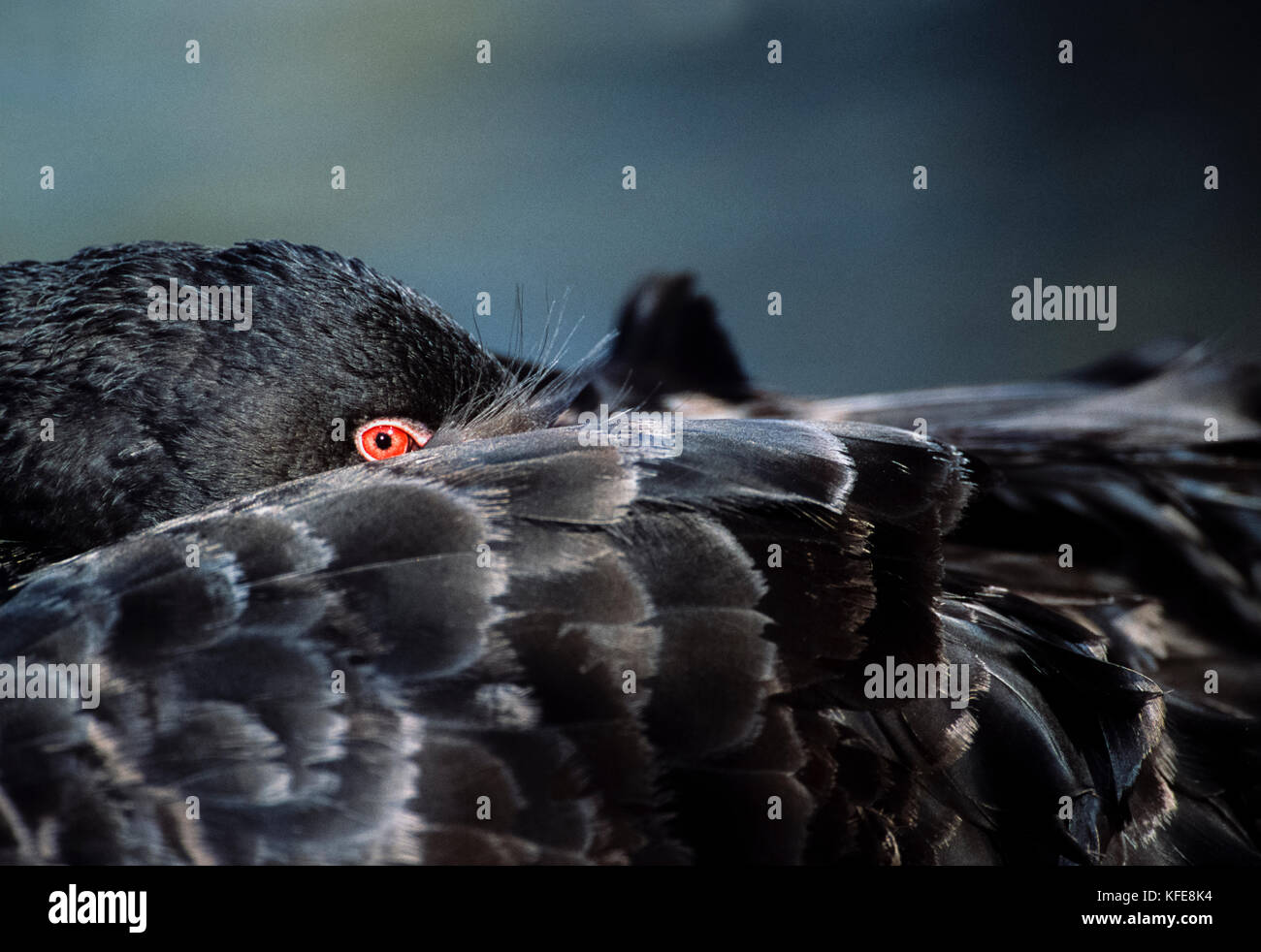 Black Swan,(Cygnus atratus), resting with head tucked under its wing, Murray-Darling, New South Wales, Australia Stock Photo