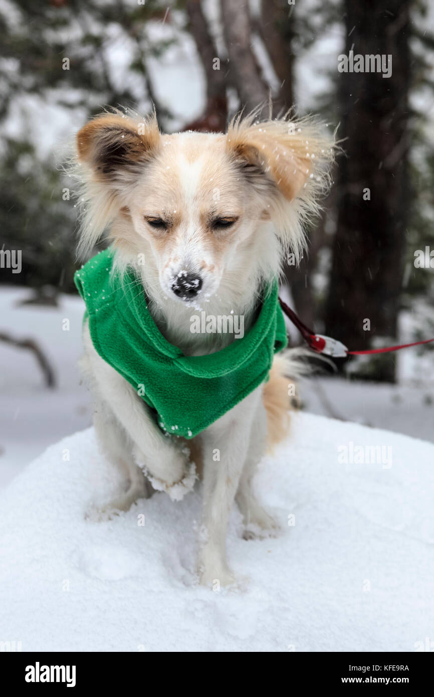 Puppy on paved path in the Mammoth Lakes Basin in Mammoth Lakes