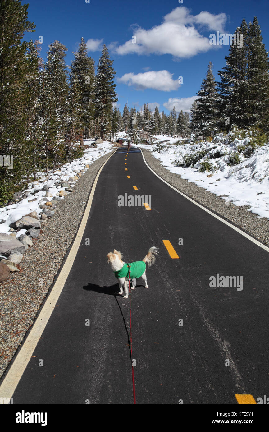 Puppy on paved path in the Mammoth Lakes Basin in Mammoth Lakes, California Stock Photo