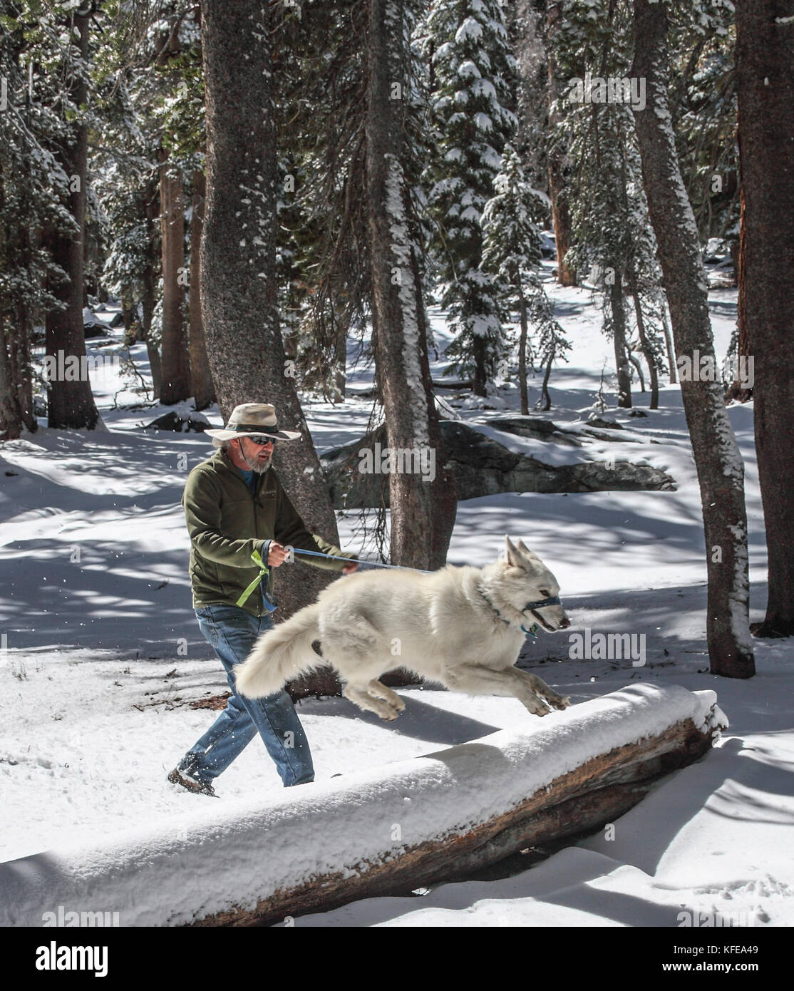 Dog jumps over fallen tree on snowy day in the Mammoth Lakes Basin in Mammoth Lakes, California Stock Photo