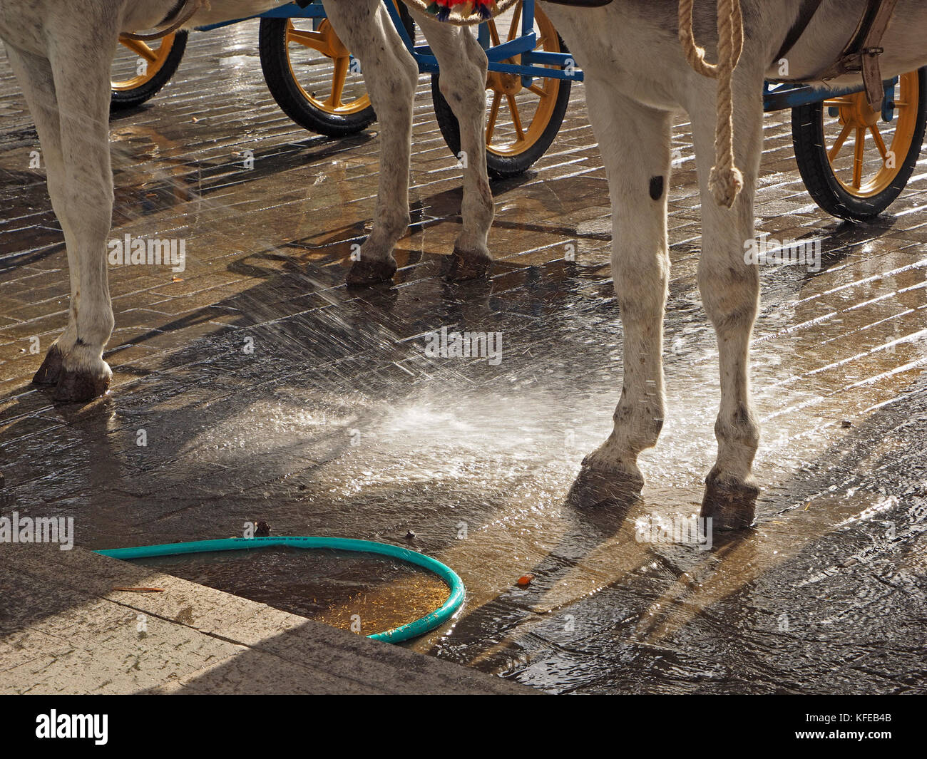 donkeys on paved area in the Donkey-taxi rank in Mijas, Spain being sprayed down with splashing water from a hose-pipe at the end of the day Stock Photo