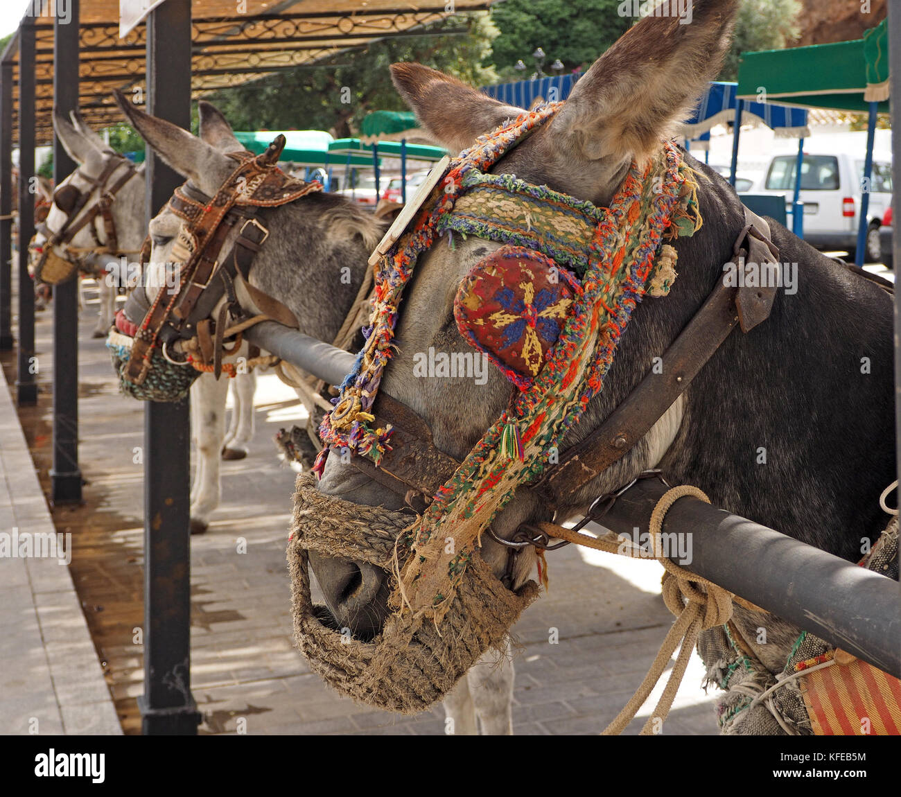 donkeys with colourful decorated harnesses tied up at the Donkey-taxi rank in Mijas, Spain Stock Photo