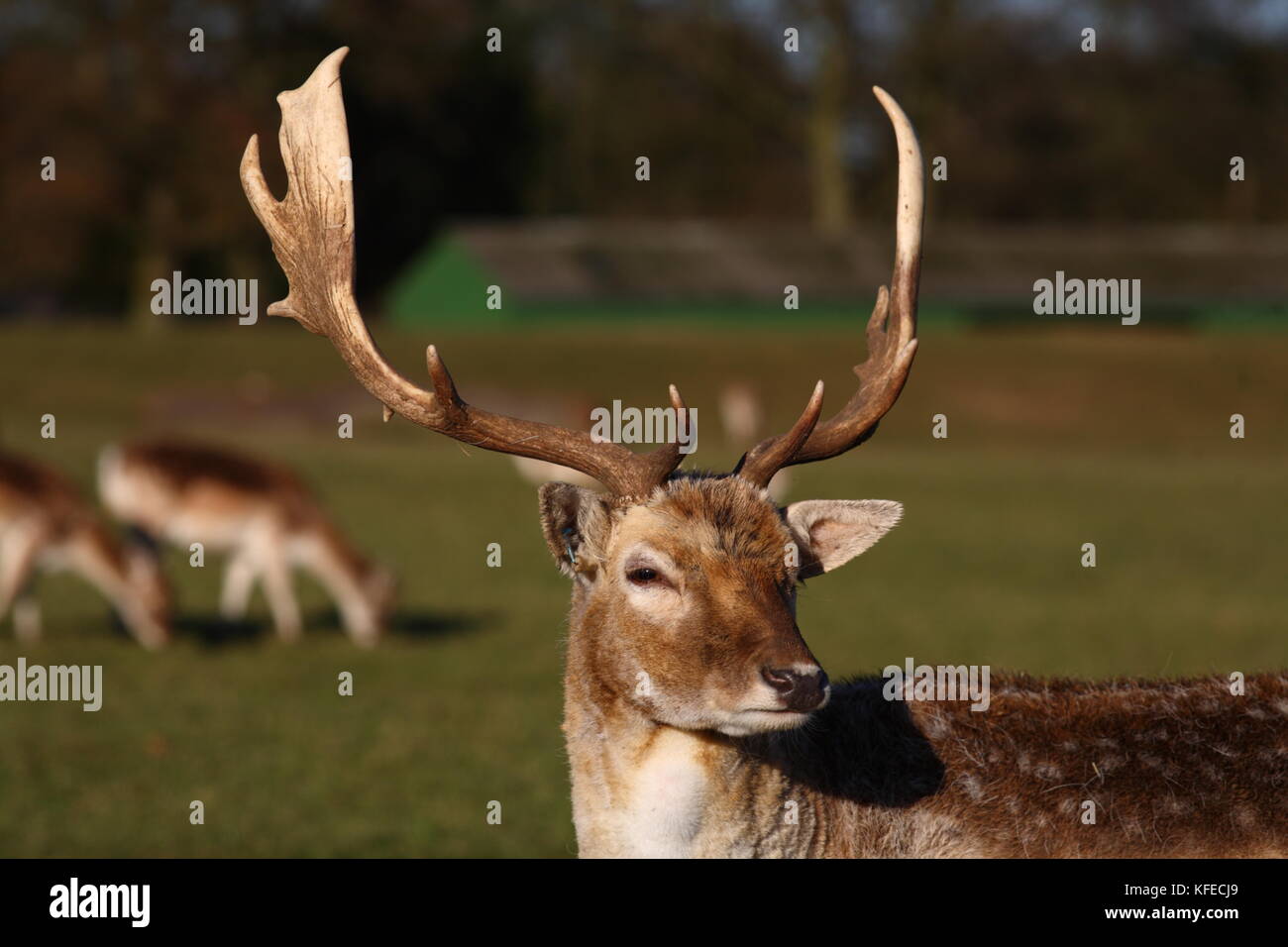 Fallow Deer buck Stock Photo - Alamy