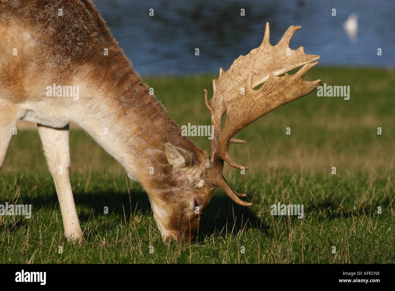 Fallow Deer buck Stock Photo - Alamy