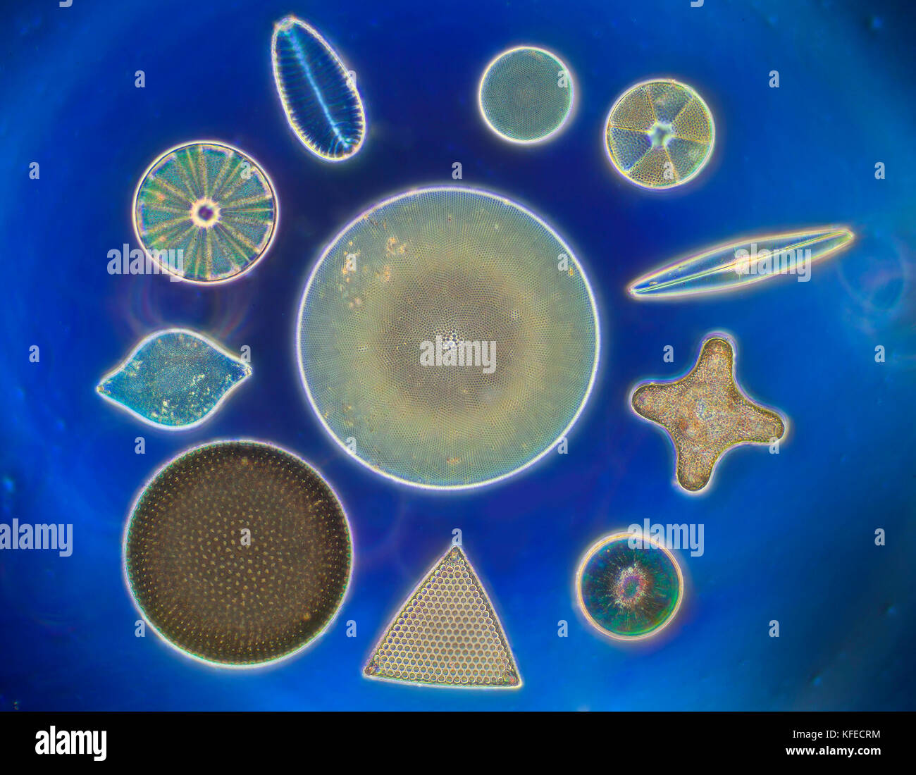 Diatom shape diversity, darkfield illumination, photomicrograph Stock Photo