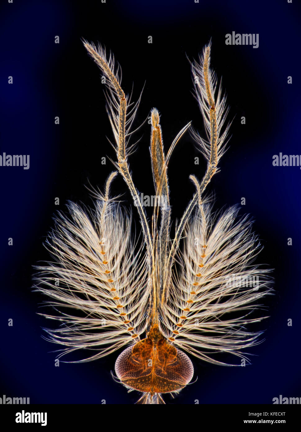 Gnat head & antennae, darkfield photomicrograph Stock Photo