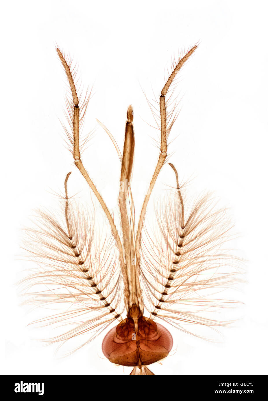 Gnat head & antennae, brightfield photomicrograph Stock Photo